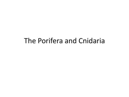 The Porifera and Cnidaria