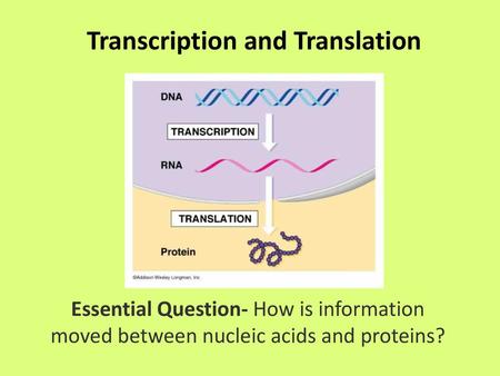 Transcription and Translation