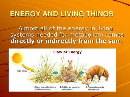 ENERGY AND LIVING THINGS