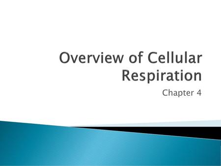 Overview of Cellular Respiration