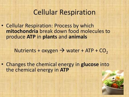 Nutrients + oxygen  water + ATP + CO2