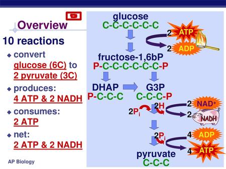 Overview 10 reactions glucose C-C-C-C-C-C fructose-1,6bP