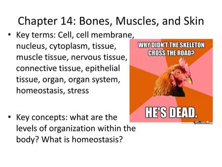 Chapter 14: Bones, Muscles, and Skin