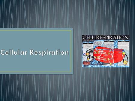 Cellular Respiration.