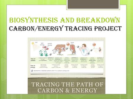 Biosynthesis and Breakdown Carbon/Energy Tracing Project