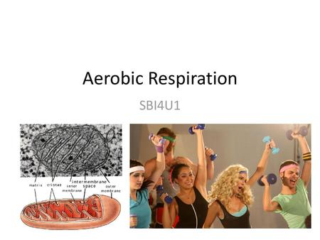 Aerobic Respiration SBI4U1.