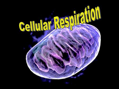 Cellular Respiration.