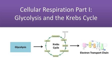 Electron Transport Chain