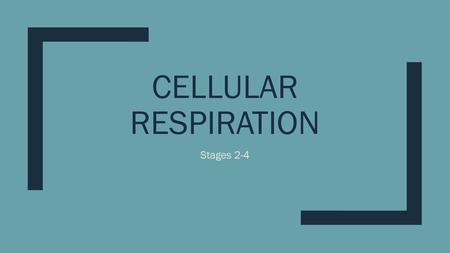 Cellular Respiration Stages 2-4.