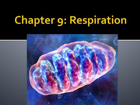 Chapter 9: Respiration.