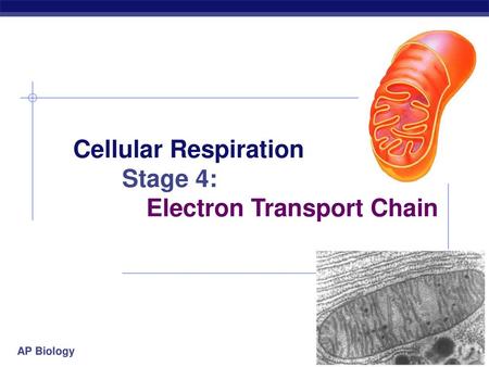 Cellular Respiration Stage 4: Electron Transport Chain