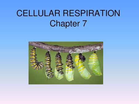 CELLULAR RESPIRATION Chapter 7