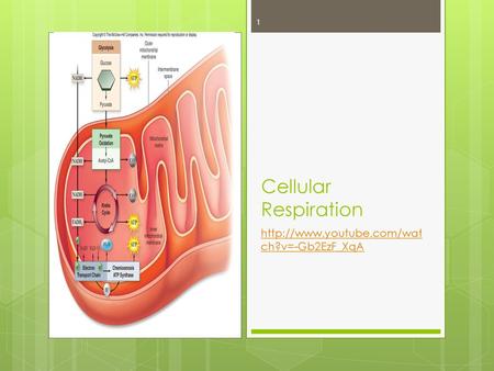 Cellular Respiration http://www.youtube.com/watch?v=-Gb2EzF_XqA.