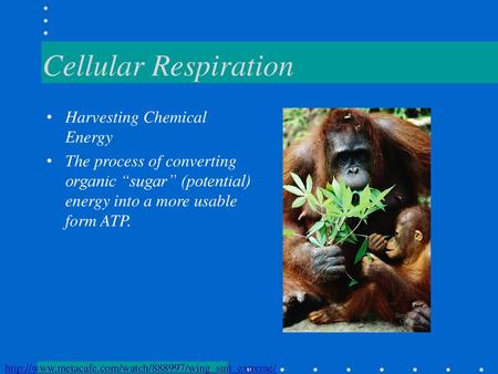 Cellular Respiration Harvesting Chemical Energy