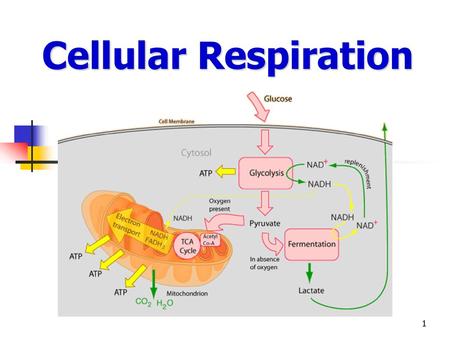 Cellular Respiration.