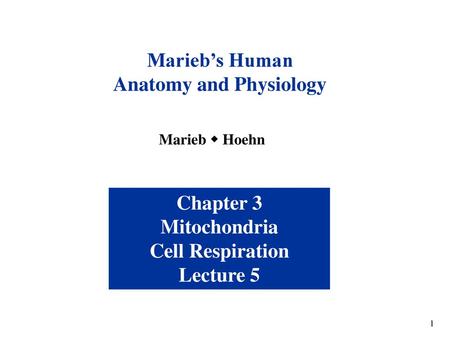 Anatomy and Physiology Cell Respiration Lecture 5