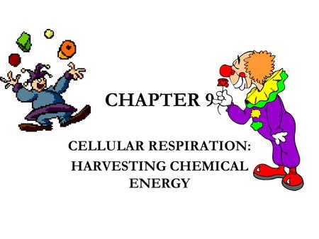 CELLULAR RESPIRATION: HARVESTING CHEMICAL ENERGY