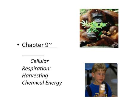 Chapter 9~				Cellular Respiration:  Harvesting Chemical Energy