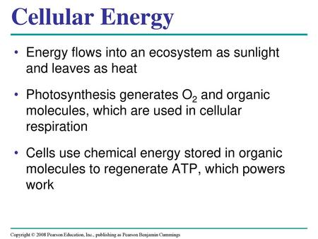 Cellular Energy Energy flows into an ecosystem as sunlight and leaves as heat Photosynthesis generates O2 and organic molecules, which are used in cellular.