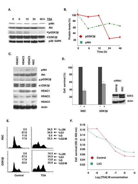 A. B. C. D E. F. 100 GSK3β pGSK3β pAkt Akt p38/ SAPK