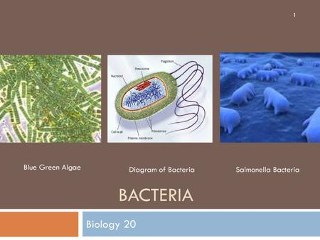 Bacteria Biology 20 Blue Green Algae Diagram of Bacteria