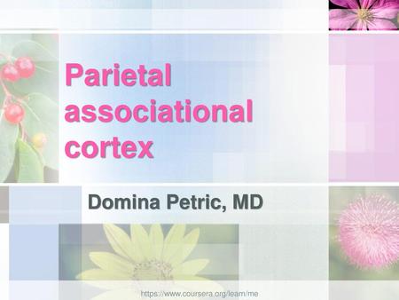 Parietal associational cortex