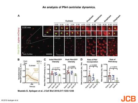 An analysis of Plk4 centriolar dynamics.