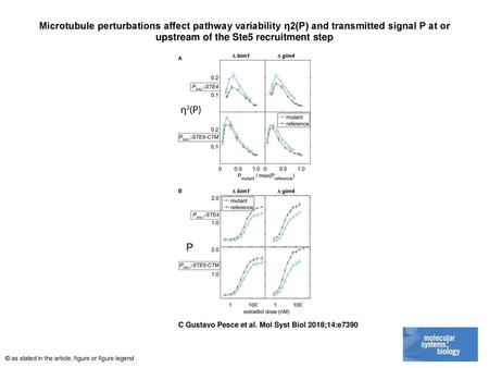 Microtubule perturbations affect pathway variability η2(P) and transmitted signal P at or upstream of the Ste5 recruitment step Microtubule perturbations.