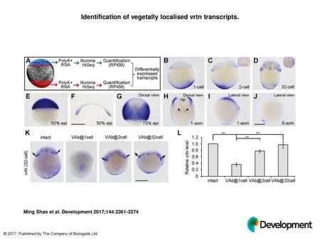 Identification of vegetally localised vrtn transcripts.