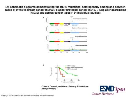 (A) Schematic diagrams demonstrating the HER2 mutational heterogeneity among and between cases of invasive breast cancer (n=963), bladder urothelial cancer.