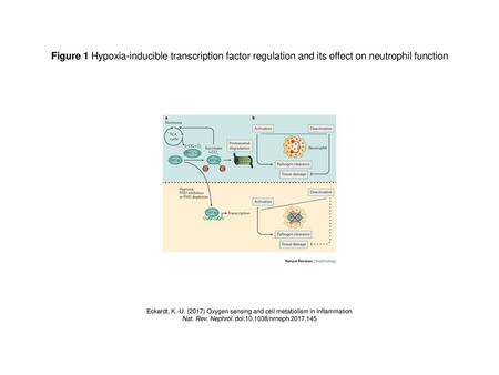 Nat. Rev. Nephrol. doi: /nrneph