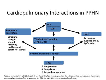 Cardiopulmonary Interactions in PPHN