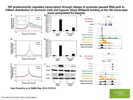 HIF predominantly regulates transcription through release of promoter‐paused RNA‐pol2 A–CMean distribution of normoxic (red) and hypoxic (blue) RNApol2.