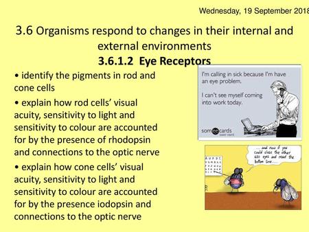 Wednesday, 19 September 2018 3.6 Organisms respond to changes in their internal and external environments 3.6.1.2 Eye Receptors • identify the pigments.