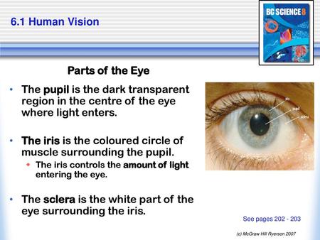 The iris is the coloured circle of muscle surrounding the pupil.