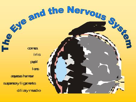 The Eye and the Nervous System