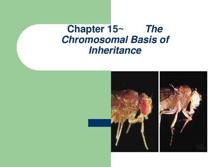 Chapter 15~ The Chromosomal Basis of Inheritance