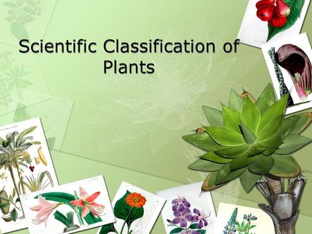 Scientific Classification of Plants