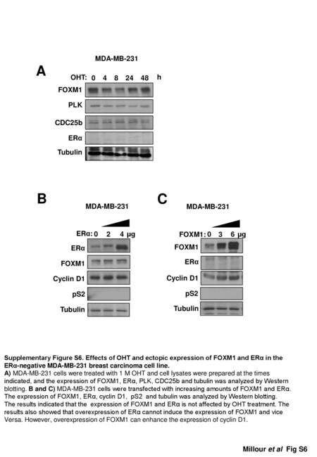 A B C MDA-MB-231 OHT: h FOXM1 PLK CDC25b ERα Tubulin