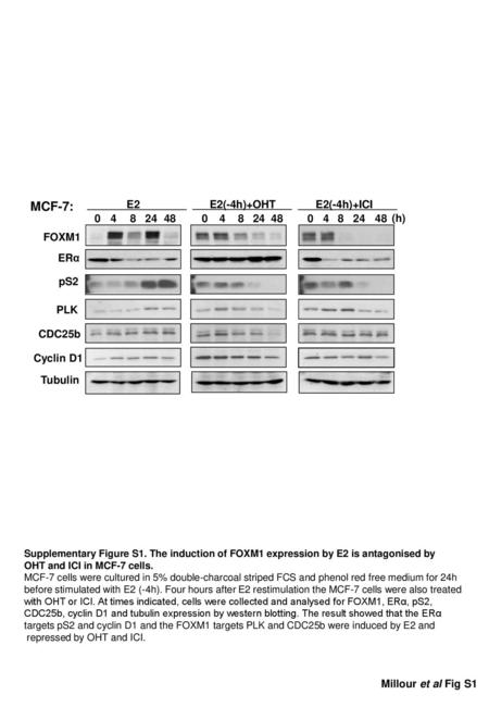 MCF-7: E2 E2(-4h)+OHT E2(-4h)+ICI (h)