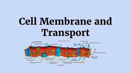 Cell Membrane and Transport