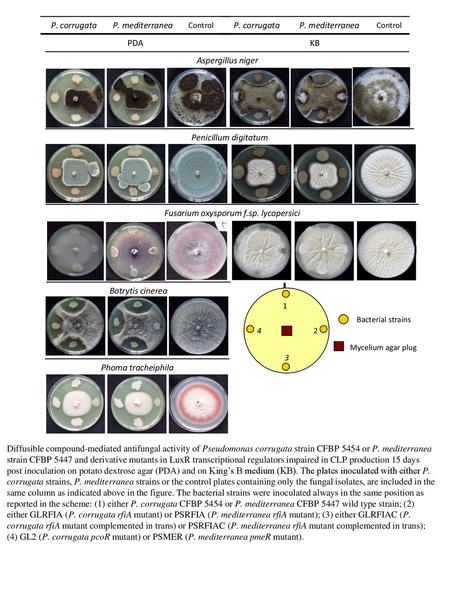 Fusarium oxysporum f.sp. lycopersici