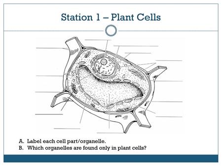 Station 1 – Plant Cells Label each cell part/organelle.