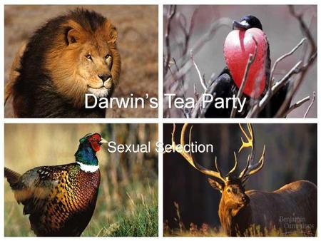 Darwin’s Tea Party Sexual Selection.