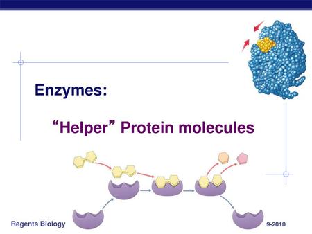 Enzymes: “Helper” Protein molecules