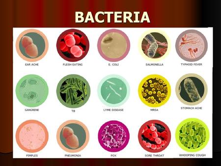 BACTERIA.