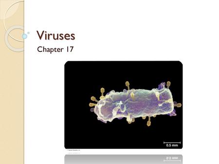 Viruses Chapter 17.