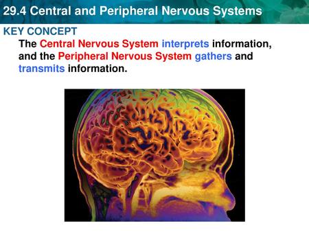 KEY CONCEPT The Central Nervous System interprets information, and the Peripheral Nervous System gathers and transmits information.