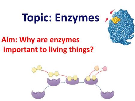 Topic: Enzymes Aim: Why are enzymes important to living things?