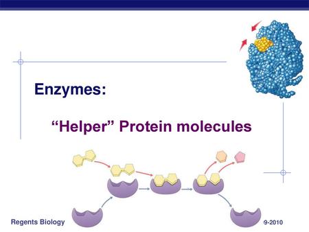 Enzymes: “Helper” Protein molecules